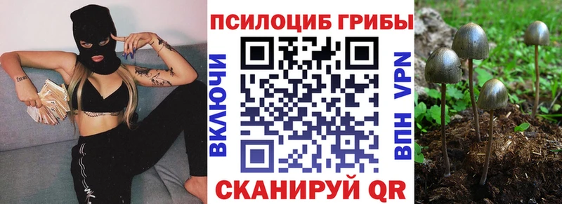Псилоцибиновые грибы Cubensis  Юрьев-Польский 
